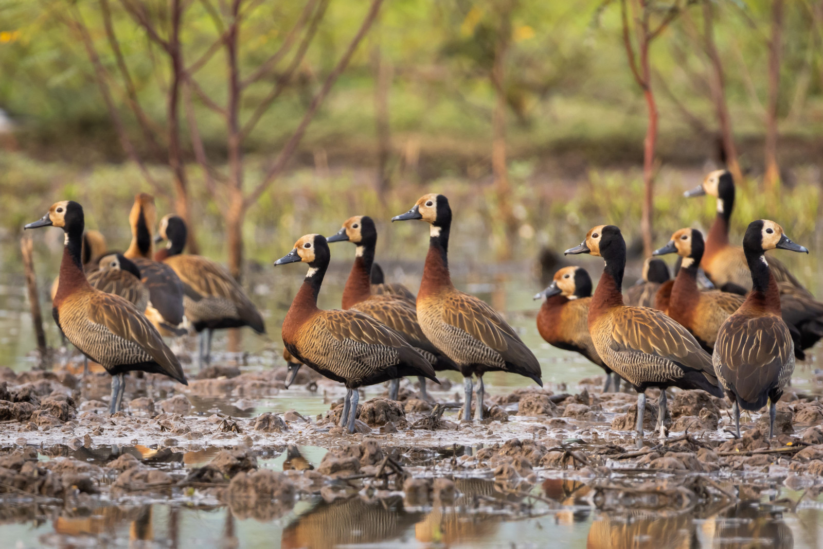 image White-faced Whistling Duck